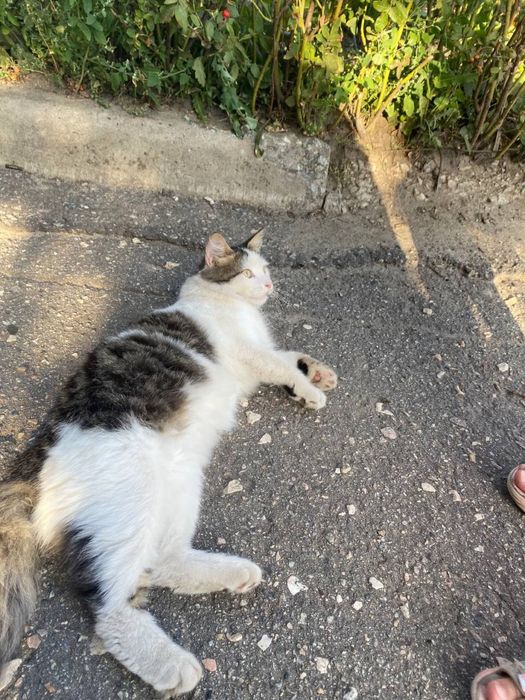 Котенок 6 месяцев