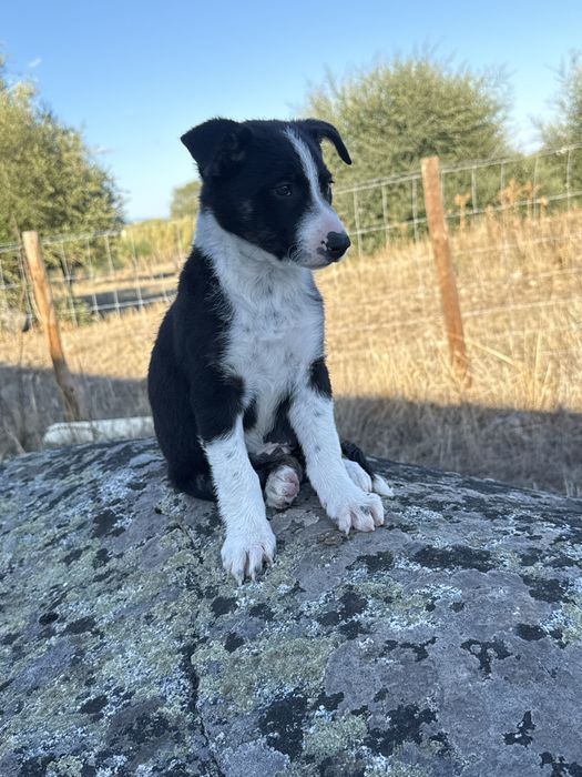 Border collie puro