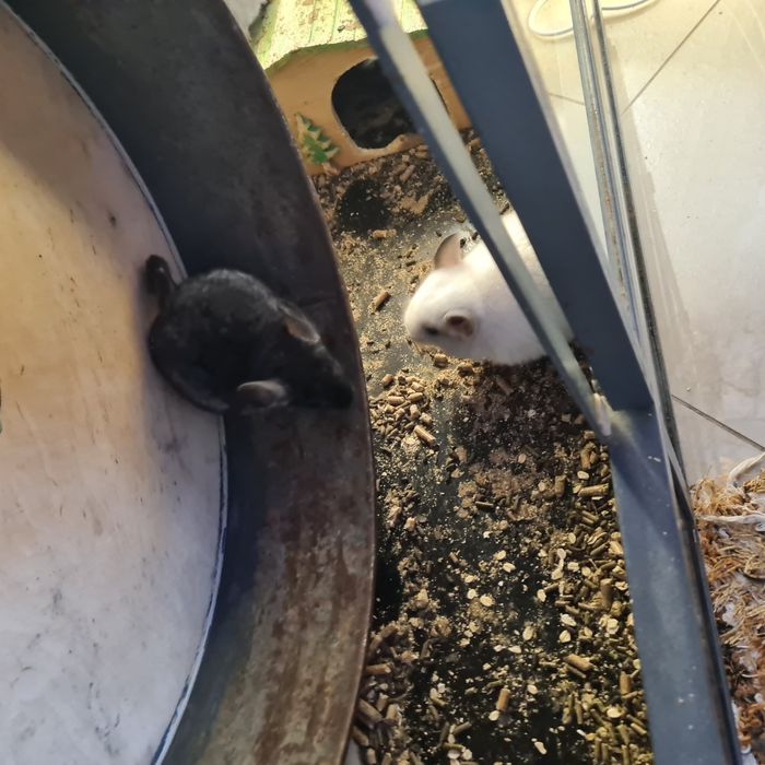 Szynszyle różne kolory