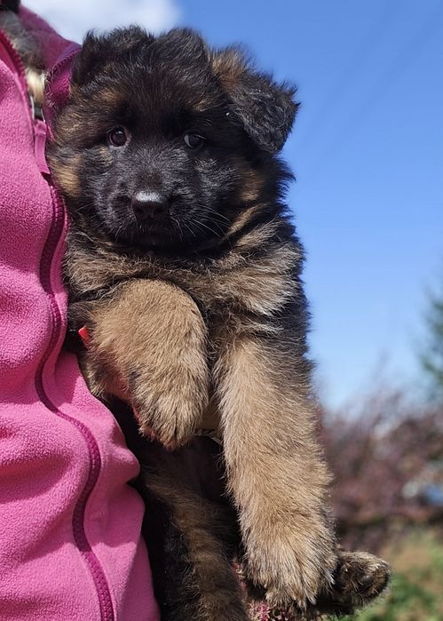 Owczarek Niemiecki Długowłosy suczka