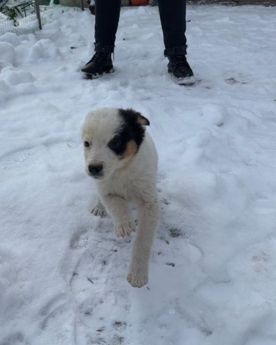 Цуценята шукають дім (від 22.10) - дівчинка
