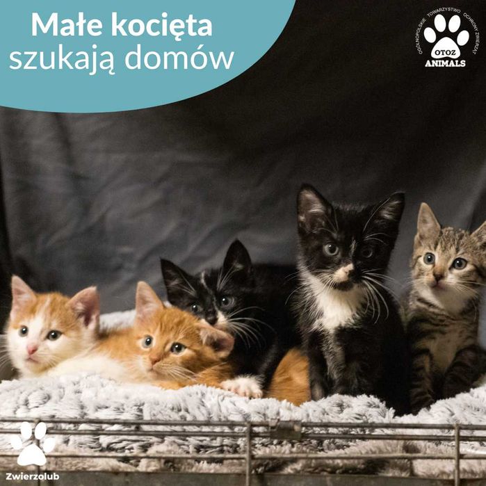 Małe kocięta do adopcji! Maluchy czekają na nowe domy!