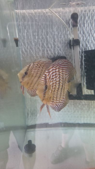 Casal discus Red Turquesa