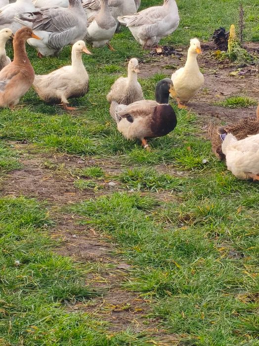 Kaczki ruańskie ,elesbury ,piżmowe czekoladowe