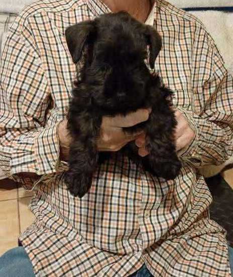 Sznaucer miniaturowy czarny (FCI)