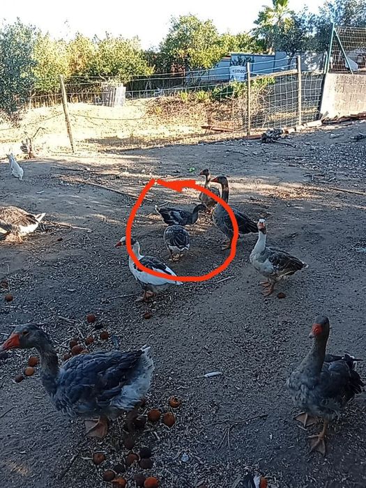 Gansos para Venda