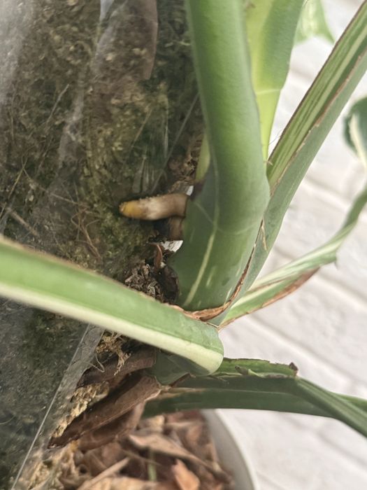 Продам монстеру Альбу свіжозрізом з хорошими повітряними коренями.