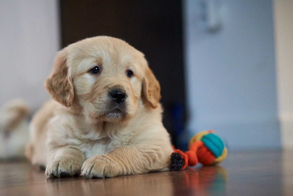 Cudowny piesek Golden Retriever Majlo.
