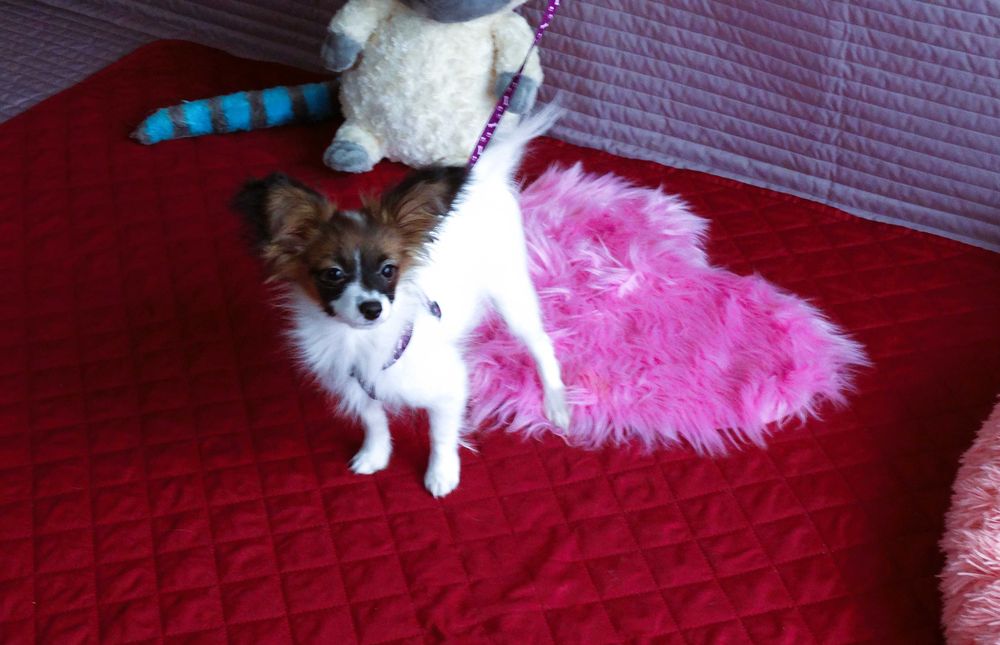 Papillon ZKwP- suczka MAJLA