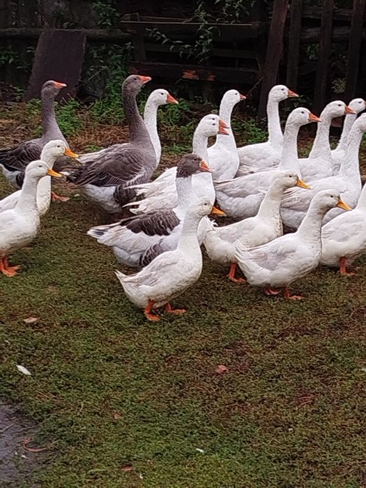 Zamienię parę gęsi