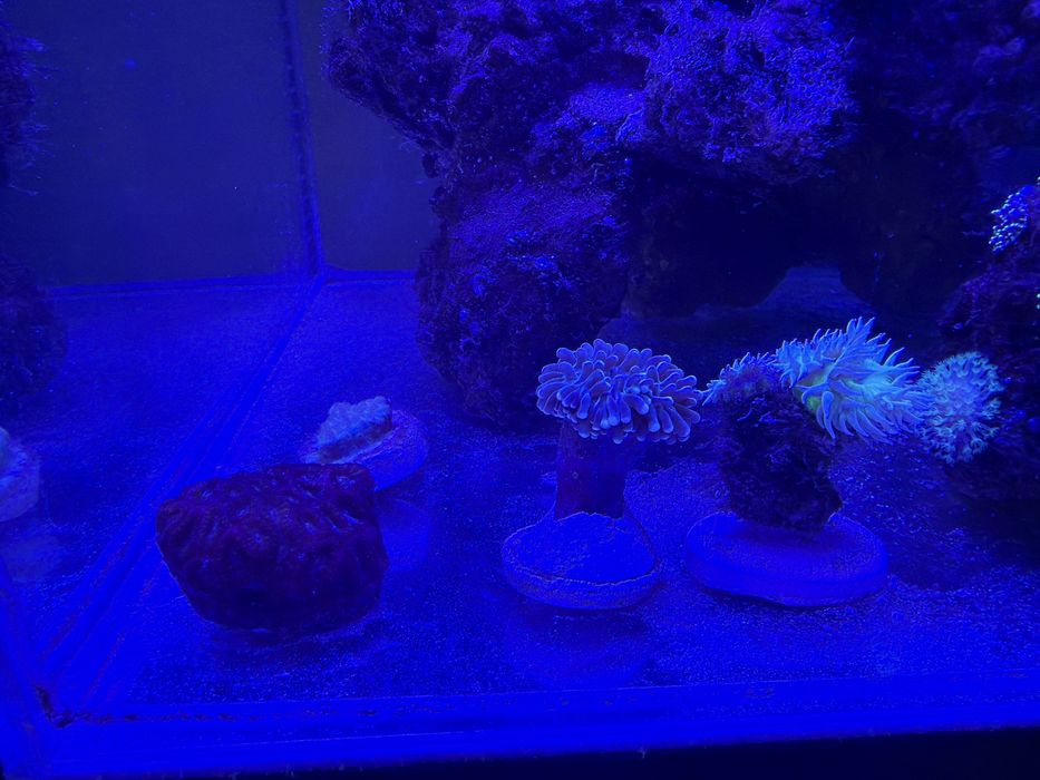 Akwarium morskie 49l