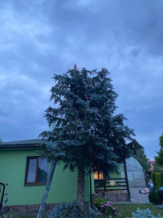 Обрізка плодових Львів/Догляд за садом/Формування плодови