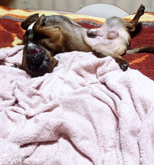 Вязка чихуахуа кобель.