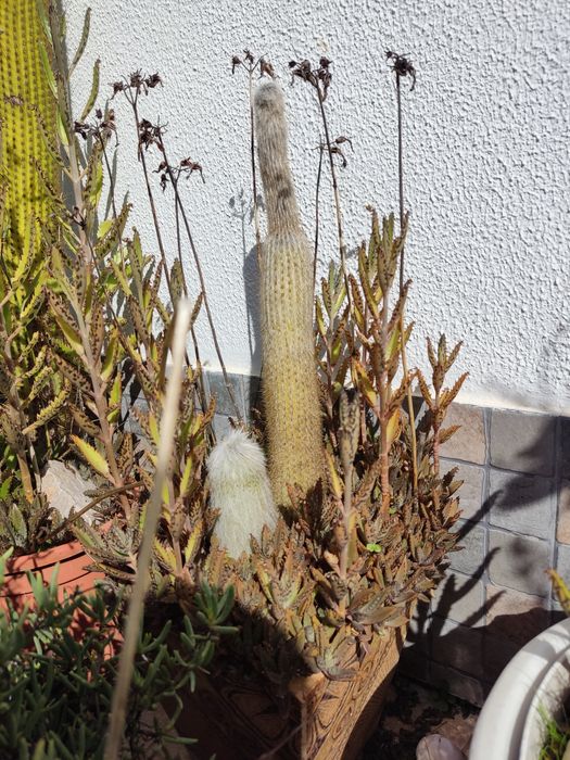 Seleção de plantas e cactos