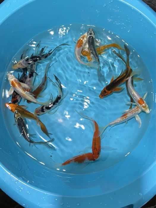 Carpas Koi Véu / Butterfly 15-20cm - FAÇO ENVIO