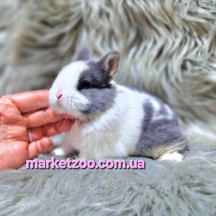 Карликовий карликовый міні кролик Mini netherland rabbit дівчинка