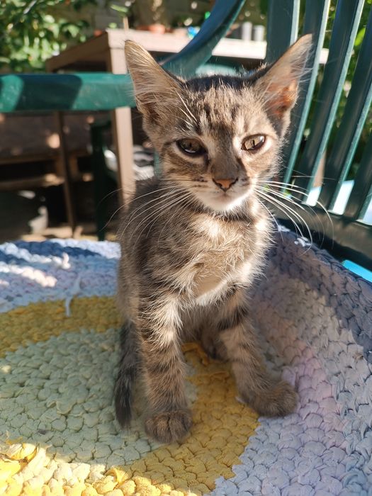 Котята , якщо ви мріяли про маленьку радість, то таке чудо не дасть вам засумувати