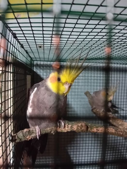 Casal de caturras mais recheio