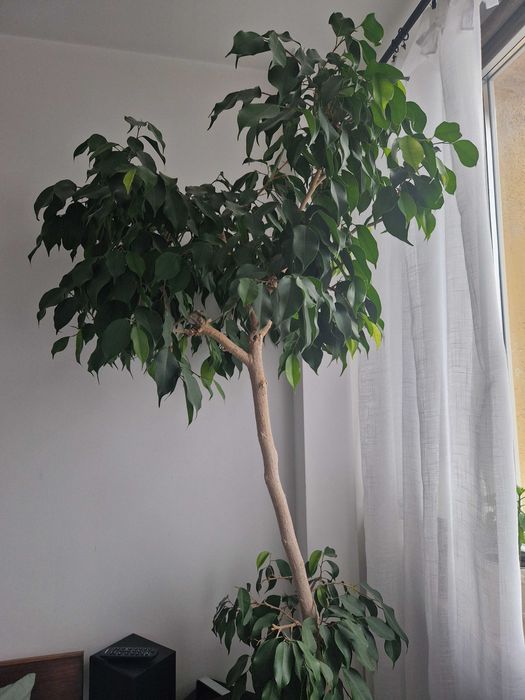 Fikus Benjamin Drzewo duży 40 lat