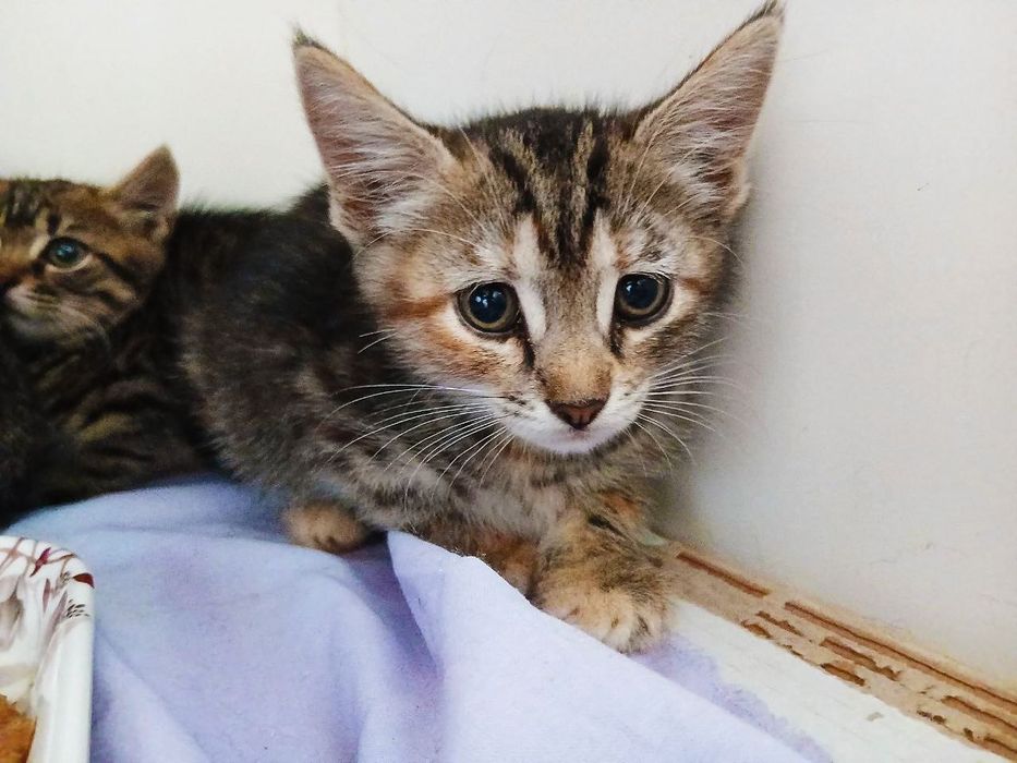 Котеня Рися шукає родину! 2 міс.Кішка