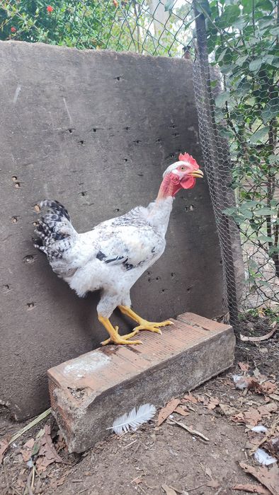 Casal galo galinha (frangos do campo)