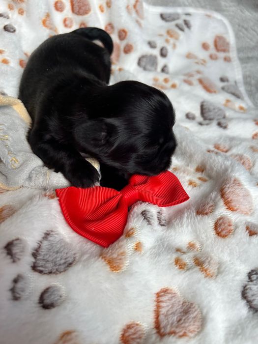Szczeniak Shih Tzu do rezerwacji Czarno -biały