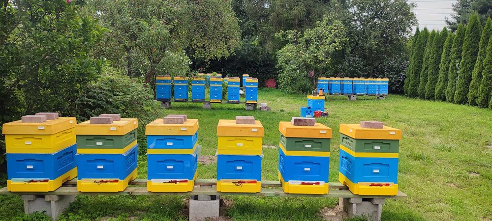 ODKŁADY i RODZINY Pszczele ― Rezerwacje '2026 ROK ― Pasieka PRADAWNA®