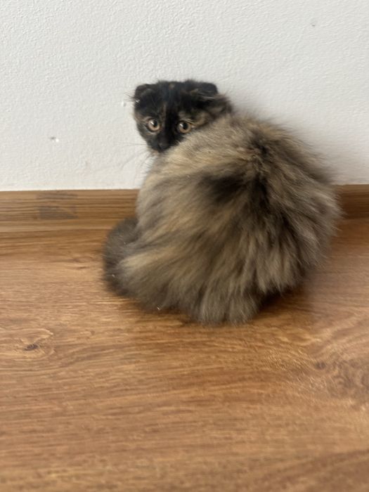 Кошеня а в добрі руки