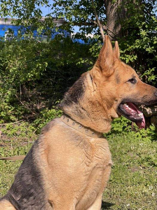 Німецька вівчарка