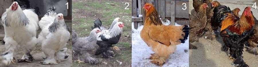 Інкубаційне яйце курей Брама.