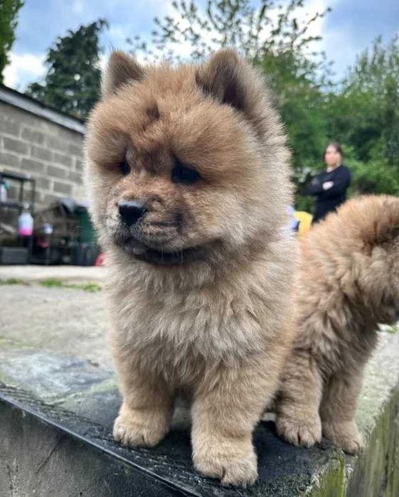 Adorável cachorro de Chow Chow