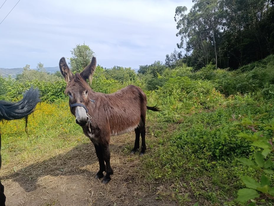 Burrinho mirandês