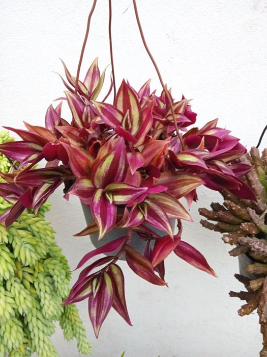 Vendo vasos bonitos para decoração da sua casa, exterior e interior.