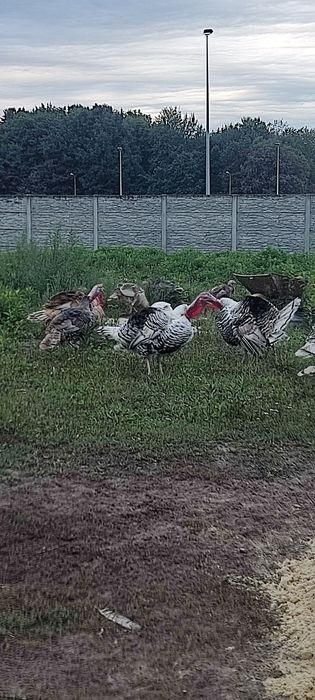 Indory  staropolskie młode !