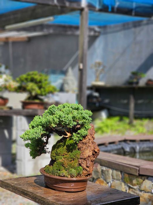 Bonsai juniperus procumbens