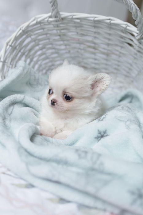 Chihuahua fci chłopak długowłosy