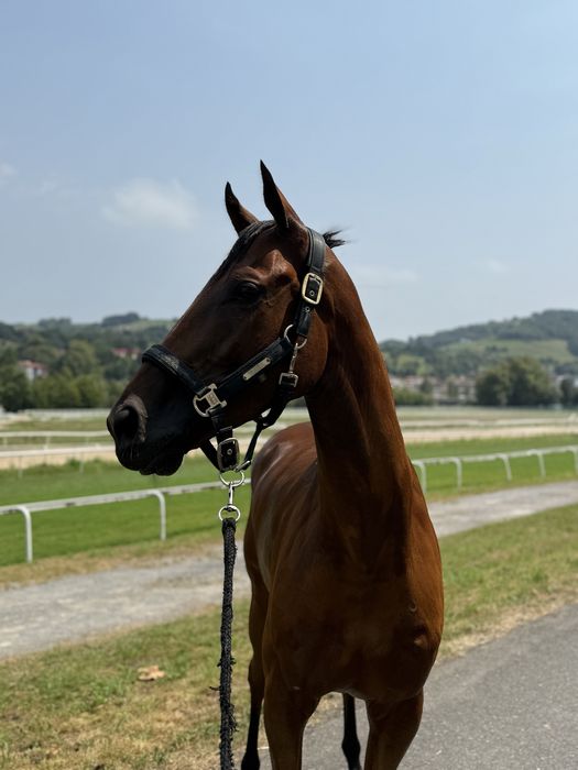 Cavalo de corrida PSI