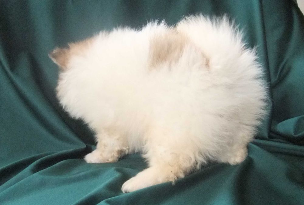Cachorro spitz alemão anão