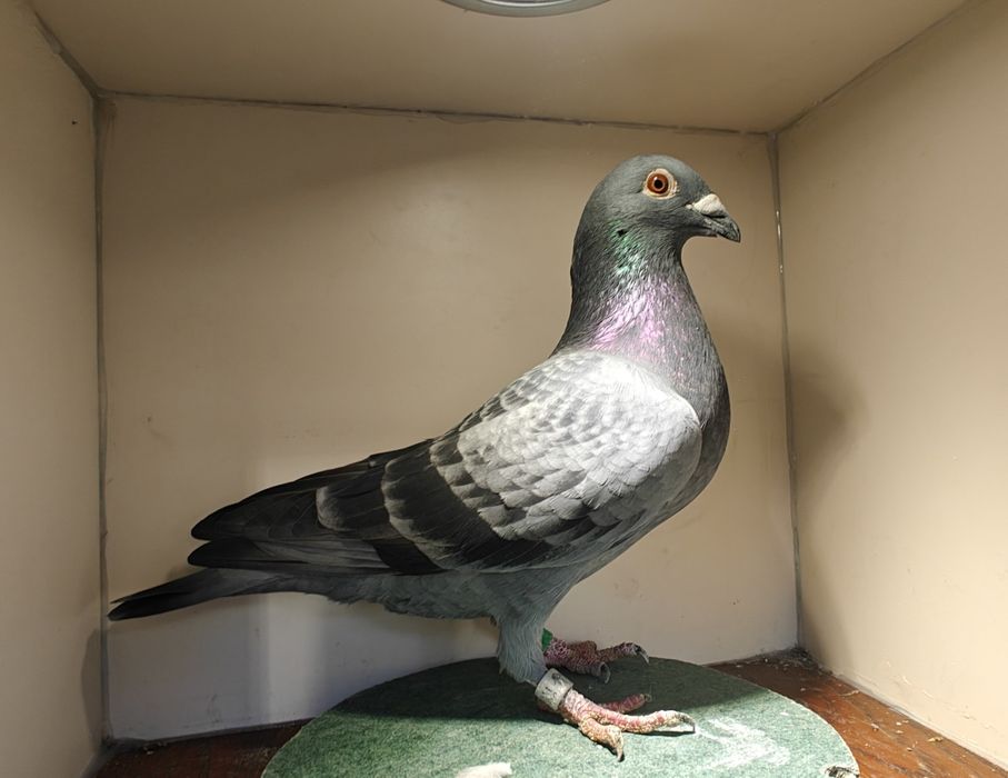 Sprzedam młode gołębie 2026