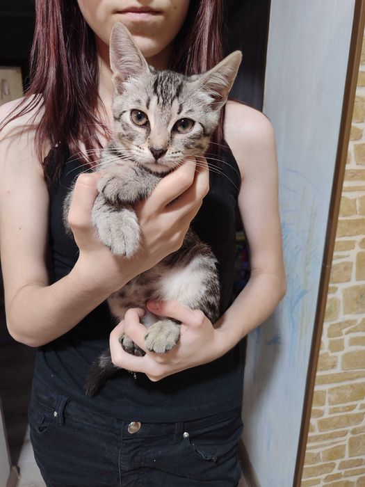 Котики в добрі руки