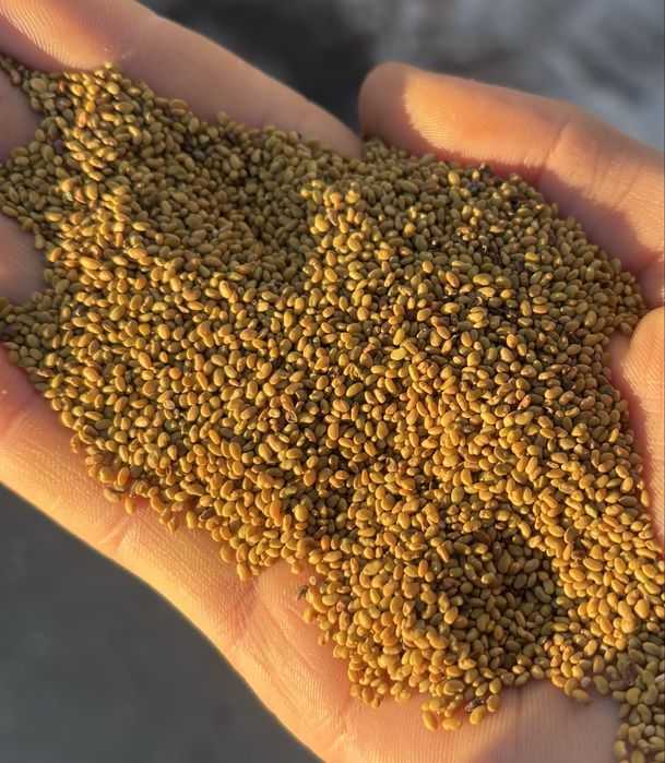 Lucerna siewna nasiona extra jakość hurt-detal zbiór 2025 dostawa