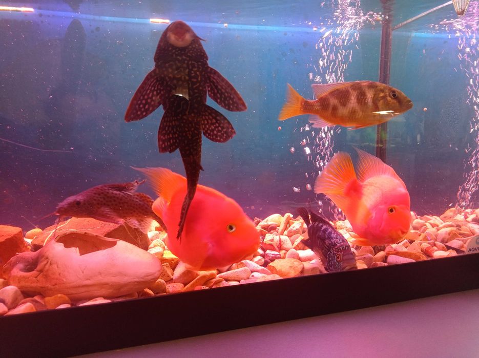 Попуги червоні цихлід боция цихлазома перевертиш анцитрус