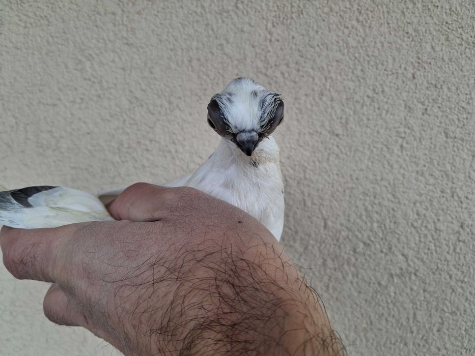 szek szeki para na białych ogonach