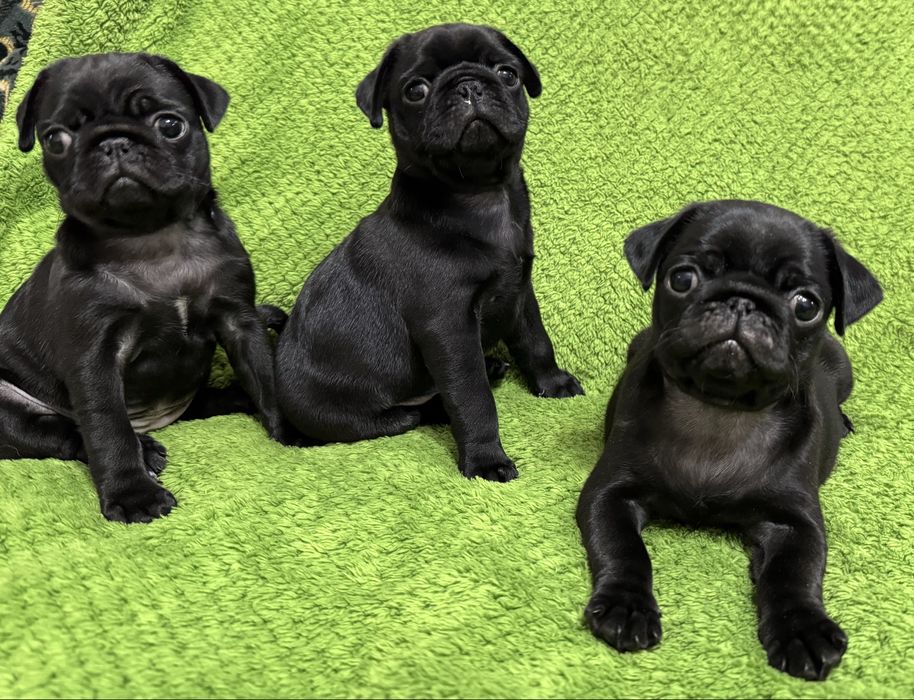 Мопси чорного окрасу