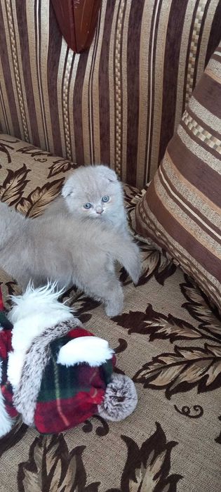 Продаюся котики дата н.р. 15.04.2024