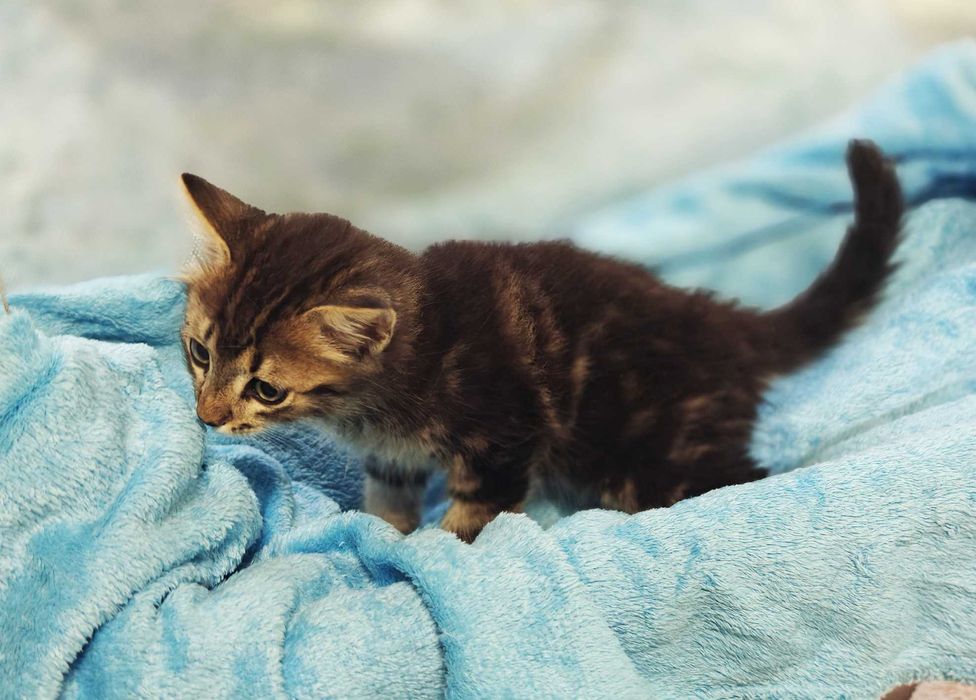 Шикарне кошеня Лялік (2 міс) в пошуках домівки! Кіт, кішка, котик