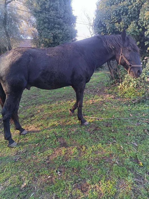 Cobriçoes disponíveis