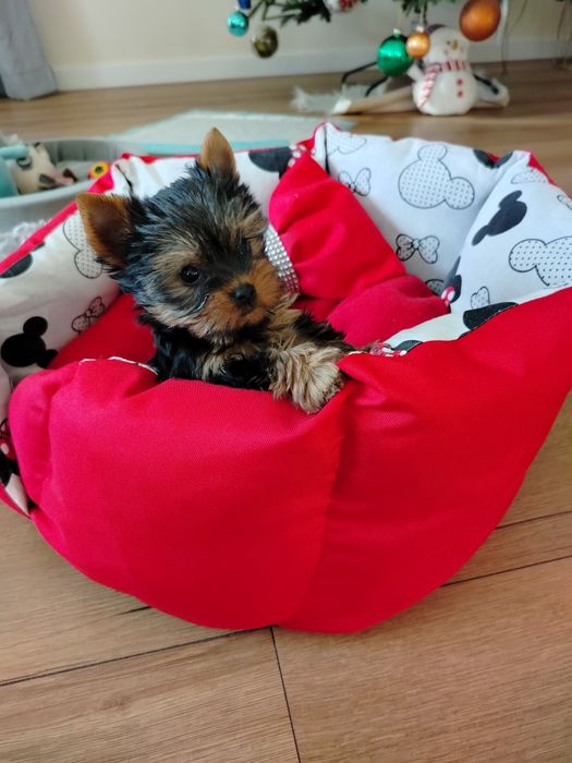 Suczka  York Yorkshire terrier