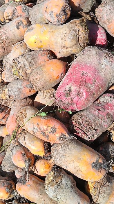 Продам Буряк кормовий