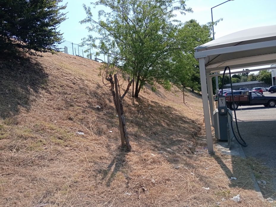 Serviços profissionais de limpeza de terrenos